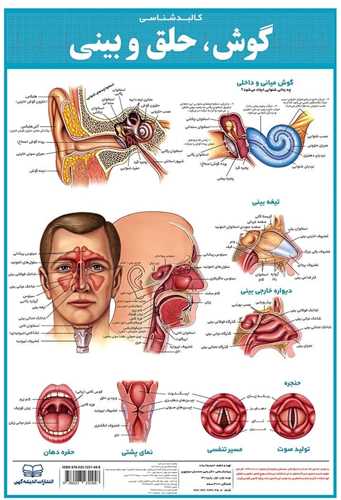 کالبدشناسی گوش حلق بینی