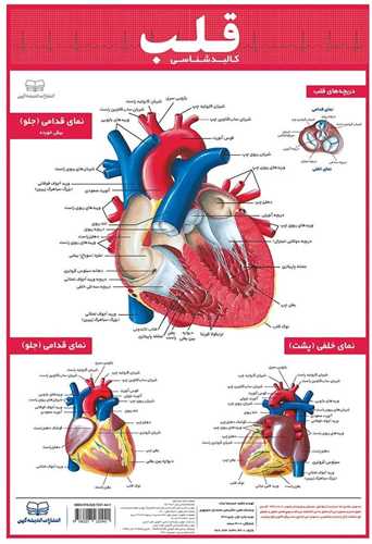 کالبدشناسی قلب