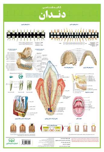 کالبدشناسی دندان