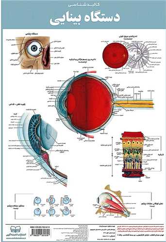 کالبدشناسی دستگاه بینایی
