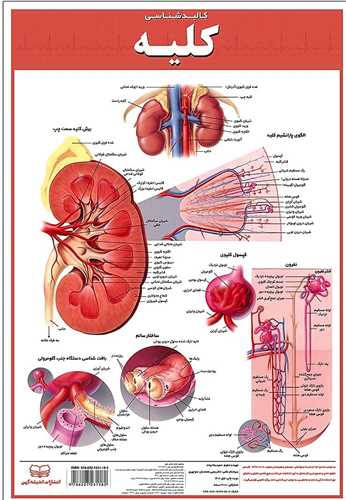 کالبدشناسي کليه (50*35)(انديشه کهن)