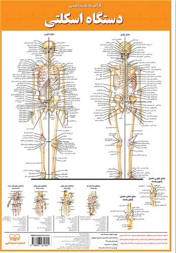 کالبد شناسی اسکلتی