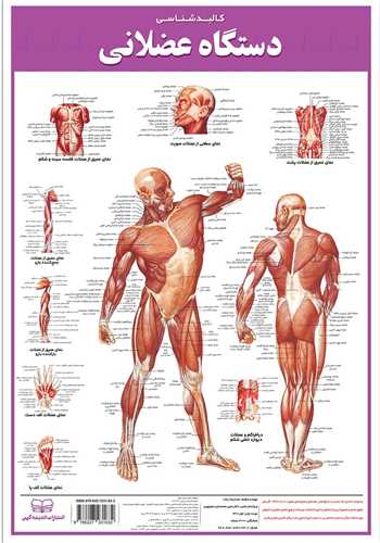 کالبد شناسی عضلانی