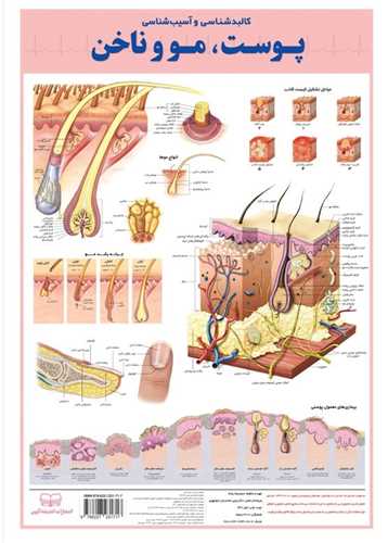 کالبد شناسی پوست مو و  ناخن
