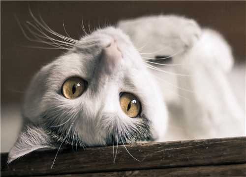 تابلو گربه سفید 18*13 سانتی متر
