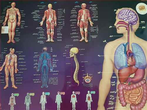 نقشه آناتومی بدن انسان