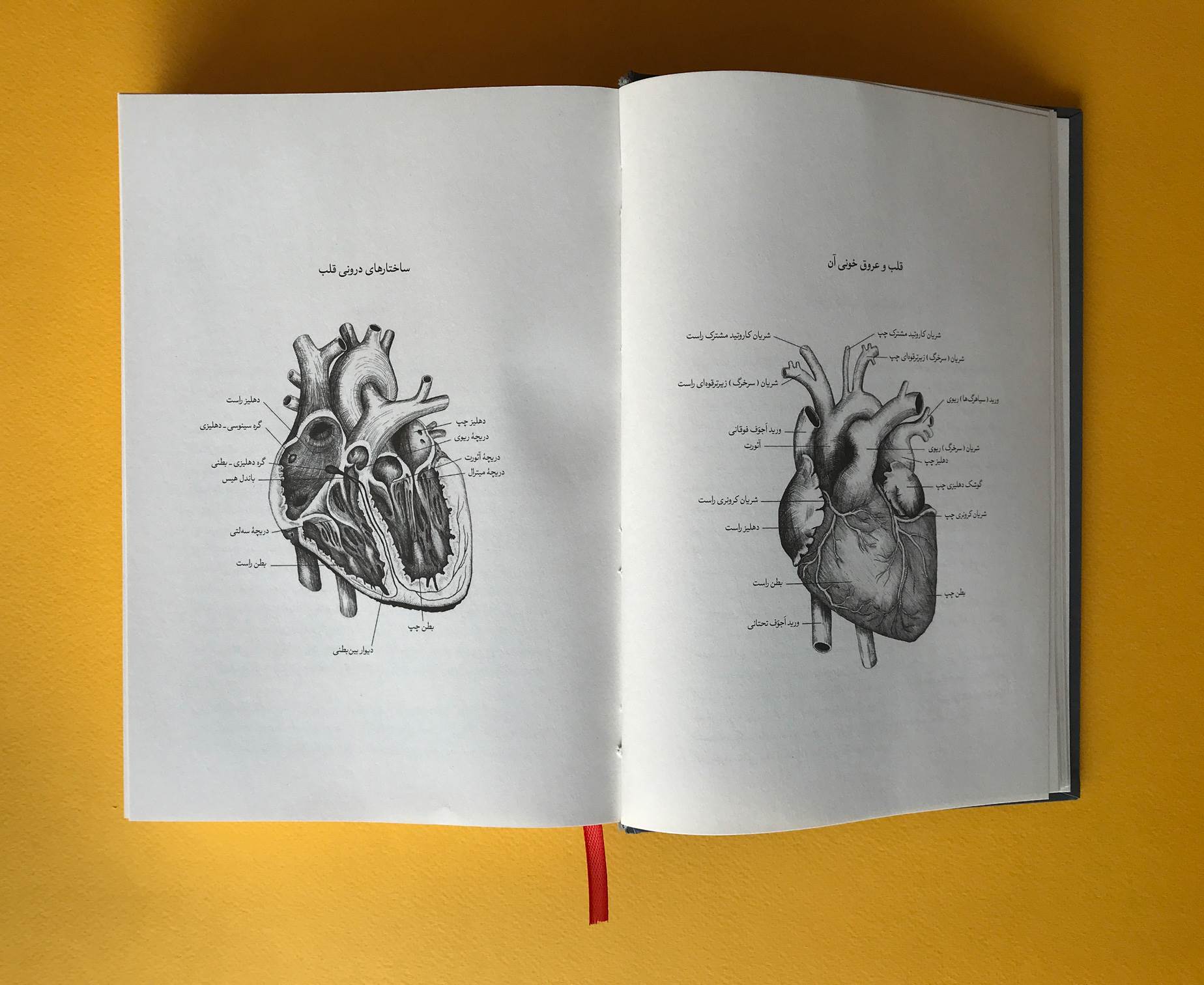 ماجراي قلب (تاريخ قلب انسان)